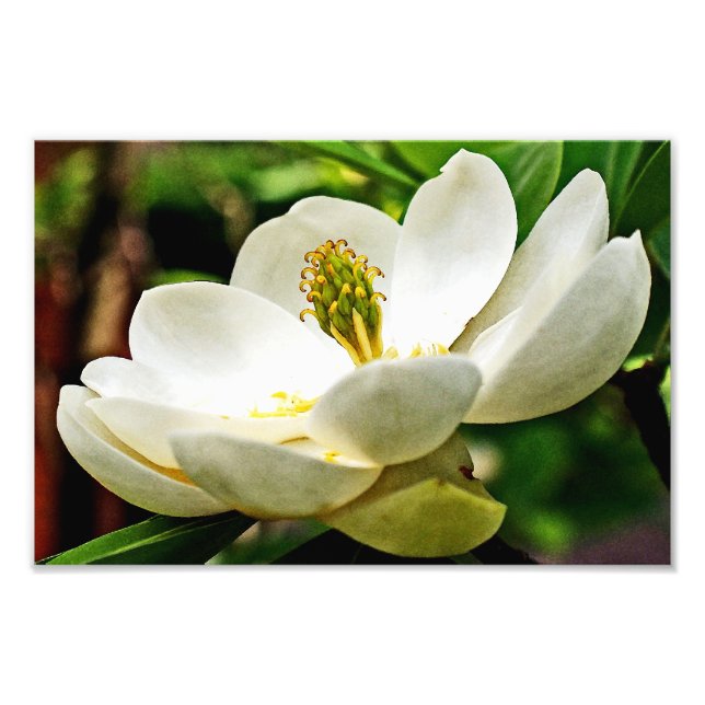 Magnolia Flower Close Up Fototryck (Framsidan)