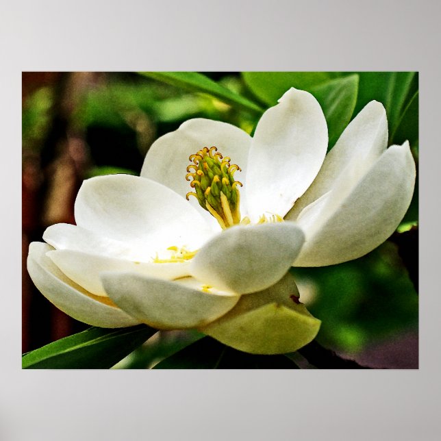 Magnolia Flower Close Up Poster (Framsidan)