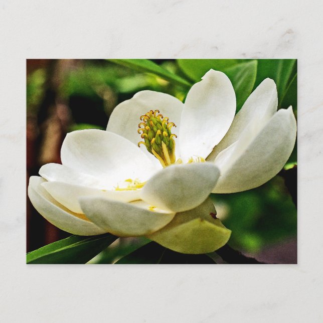 Magnolia Flower Close Up Vykort (Framsida)