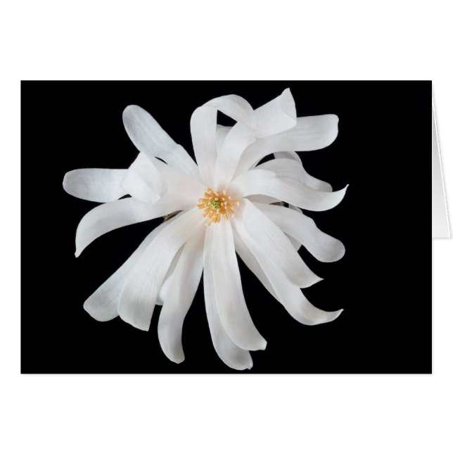 Magnolia Flower on Black OBS Kort (Framsidan Horizontal)