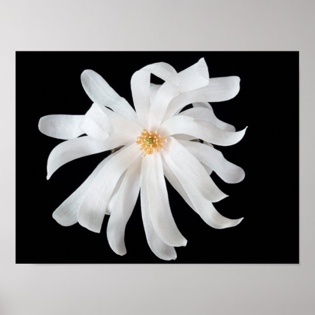Magnolia Flower Poster (Framsidan)