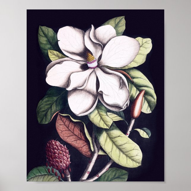 Magnolia Flower Poster (Framsidan)