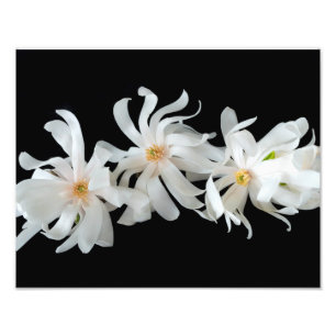 Magnolia Flower Trio on Black Fototryck