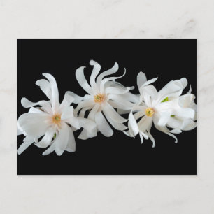 Magnolia Flower Trio on Black Vykort
