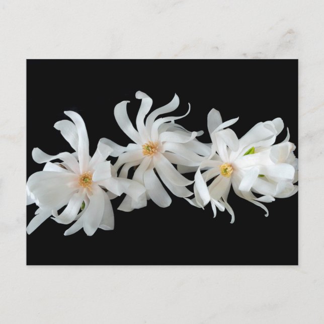 Magnolia Flower Trio on Black Vykort (Framsida)