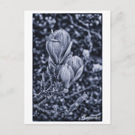 Magnolia Flower, Vår, Unvikt Band/natur Vykort