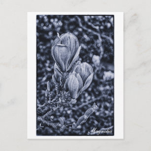 Magnolia Flower, Vår, Unvikt Band/natur Vykort