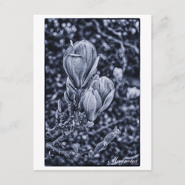 Magnolia Flower, Vår, Unvikt Band/natur Vykort (Framsida)