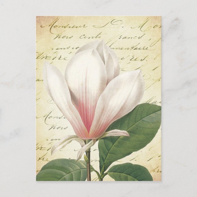 Magnolia Flower Vintage Botanical Vykort (Framsida)