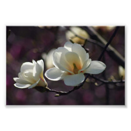 Magnolia Flower/White Flowers Fototryck