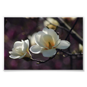 Magnolia Flower/White Flowers Fototryck