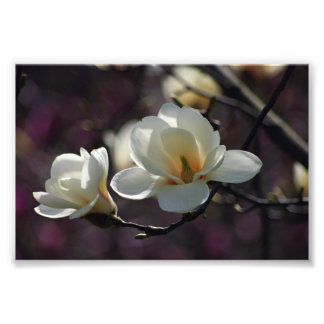 Magnolia Flower/White Flowers Fototryck