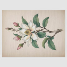 Magnolia Flowers