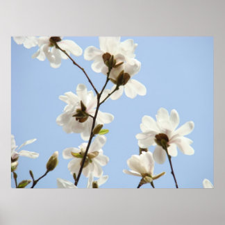 MAGNOLIA Flowers 38 Träd Art Prints Poster
