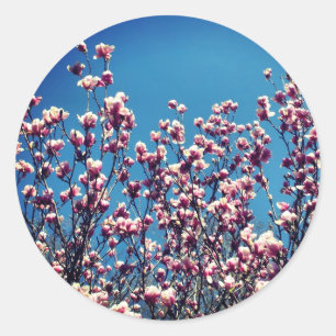 Magnolia Flowers Blå himmel Runt Klistermärke