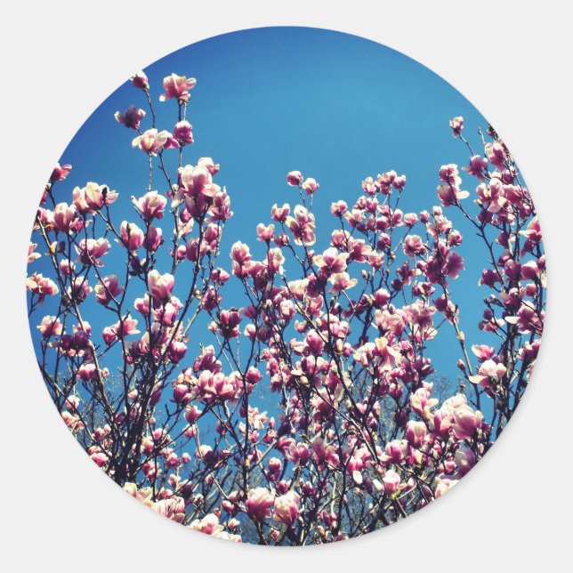 Magnolia Flowers Blå himmel Runt Klistermärke (Framsida)