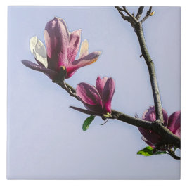Magnolia Flowers Blommigt Botanical Blommar Chic C Kakelplatta