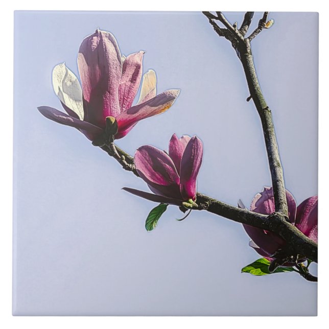 Magnolia Flowers Blommigt Botanical Blommar Chic C Kakelplatta (Framsidan)