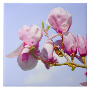 Magnolia Flowers Blommigt Botanical Blommar Chic Kakelplatta