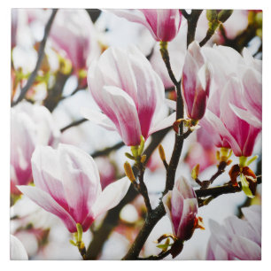 Magnolia Flowers Blommigt Botanisk Blommar Chic Ce Kakelplatta