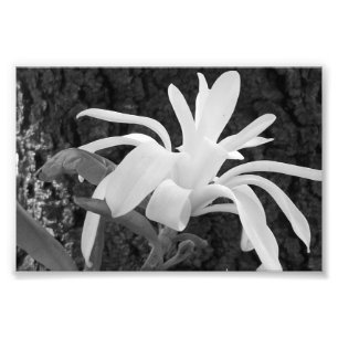 Magnolia för fotoutskriftsstjärnor fototryck