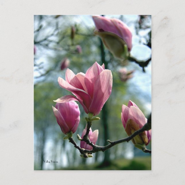 Magnolia Forest Vykort (Framsida)