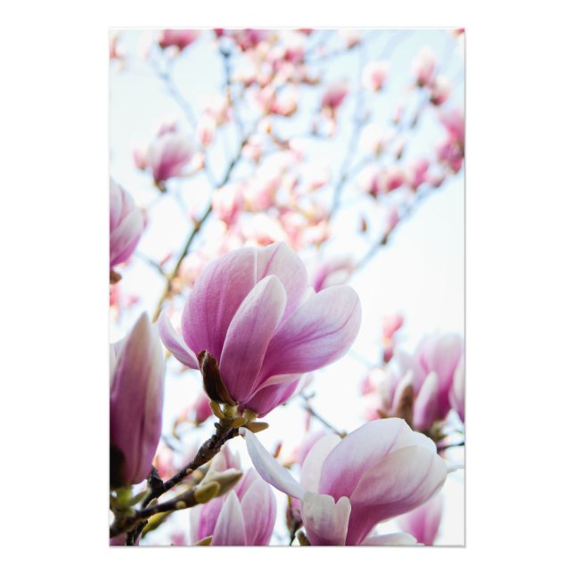 Magnolia Fototryck (Framsidan)