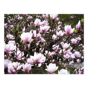Magnolia Garden Fototryck
