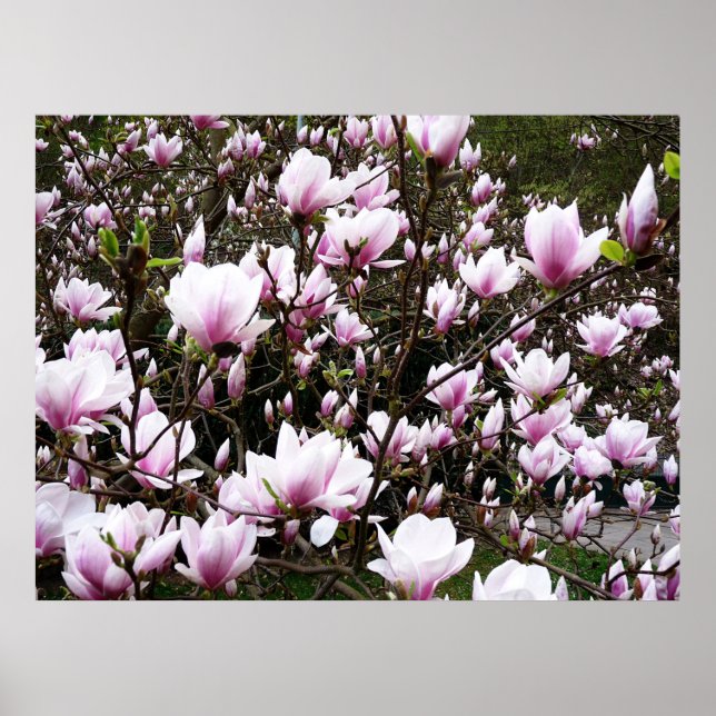 Magnolia Garden Poster (Framsidan)