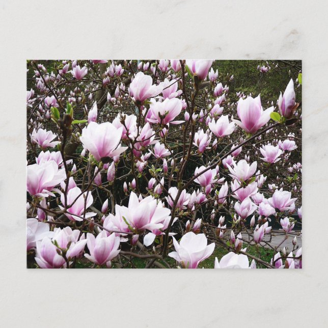 Magnolia Garden Vykort (Framsida)