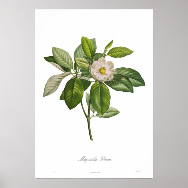 Magnolia glauca poster (Framsidan)