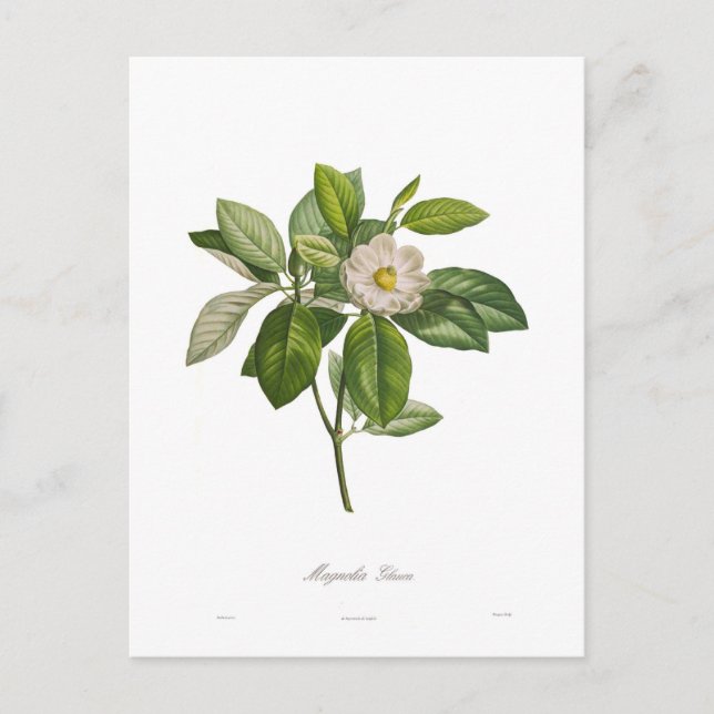 Magnolia glauca vykort (Framsida)