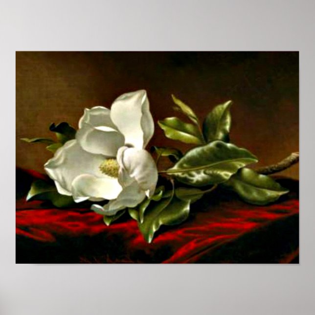 Magnolia Grandiflora-1895,_Martin Johnson Heade Poster (Framsidan)