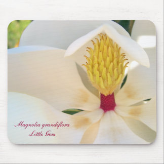 Magnolia grandiflora 'lite Gem Musmatta