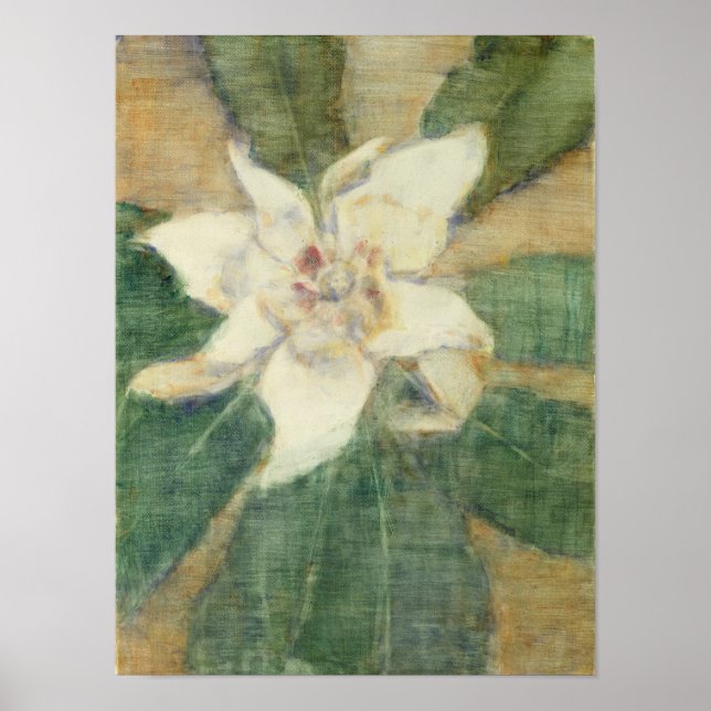Magnolia Grandiflora Poster (Framsidan)