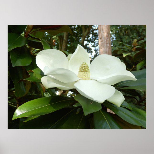 Magnolia Grandiflora Poster (Framsidan)