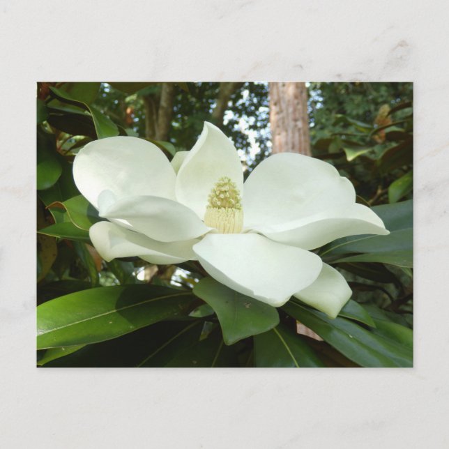 Magnolia Grandiflora vykort (Framsida)
