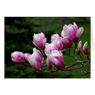 Magnolia Gren Hälsningskort