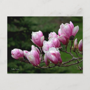 Magnolia Gren Vykort