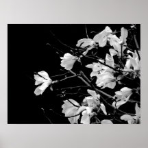 Magnolia Grenar Art