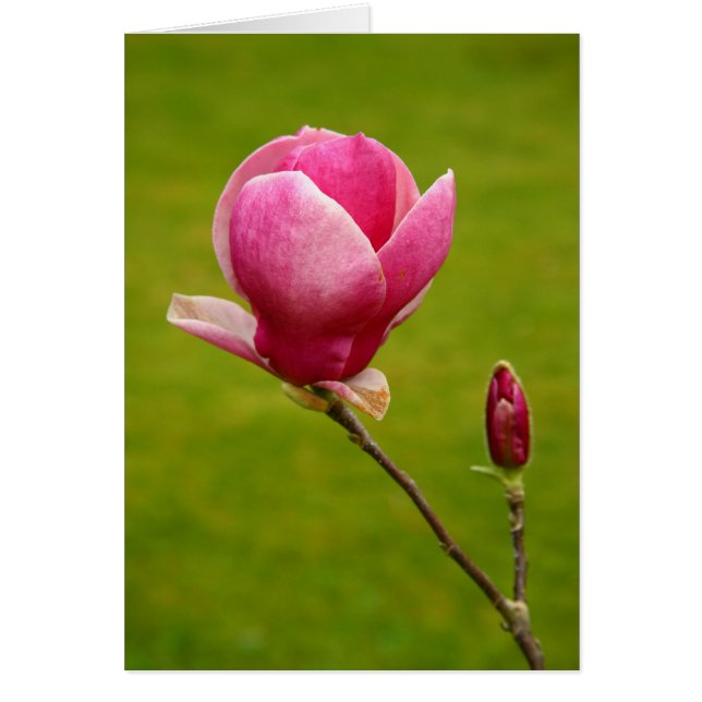 Magnolia Hälsningskort (Framsidan)