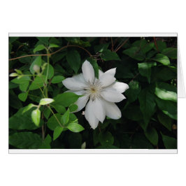 Magnolia Hälsningskort