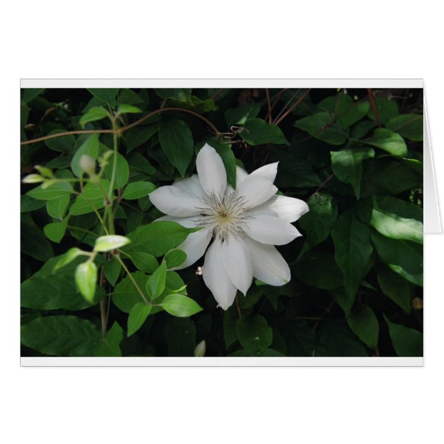 Magnolia Hälsningskort (Framsidan Horizontal)