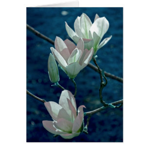 Magnolia Hälsningskort