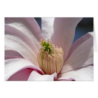 Magnolia Hälsningskort