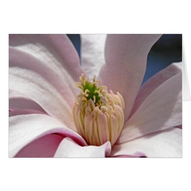 Magnolia Hälsningskort (Framsidan Horizontal)