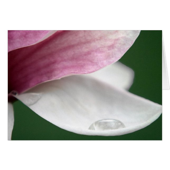 Magnolia Holding Rain Hälsningskort (Framsidan Horizontal)