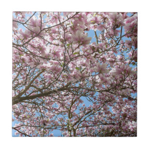 Magnolia i april kakelplatta