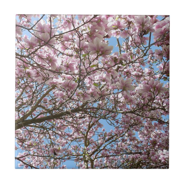 Magnolia i april kakelplatta (Framsidan)