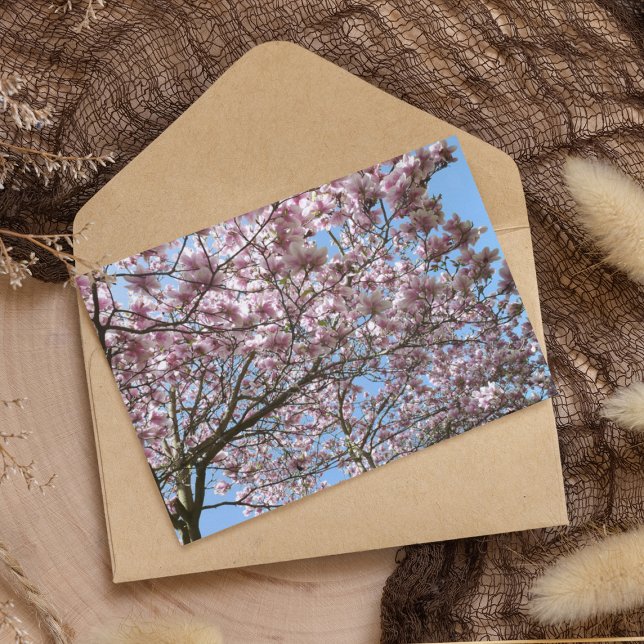 Magnolia i april vykort (Skapare uppladdad)